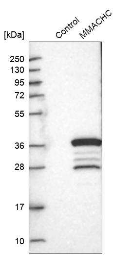 Western blot analysis in control (vector only transfected HEK293T lysate) and MMACHC over-expression lysate (Co-expressed with a C-terminal myc-DDK tag (~3.1 kDa) in mammalian HEK293T cells, LY402444). Western blot analysis in control (vector only transfected HEK293T lysate) and MMACHC over-expression lysate (Co-expressed with a C-terminal myc-DDK tag (~3.1 kDa) in mammalian HEK293T cells, LY402444).