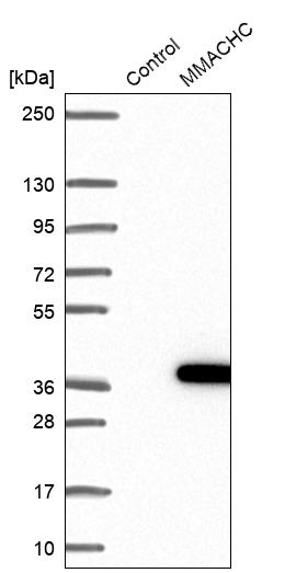 Western blot analysis in control (vector only transfected HEK293T lysate) and MMACHC over-expression lysate (Co-expressed with a C-terminal myc-DDK tag (~3.1 kDa) in mammalian HEK293T cells, LY402444). Western blot analysis in control (vector only transfected HEK293T lysate) and MMACHC over-expression lysate (Co-expressed with a C-terminal myc-DDK tag (~3.1 kDa) in mammalian HEK293T cells, LY402444).
