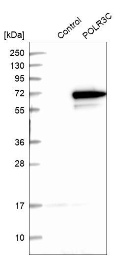 Western blot analysis in control (vector only transfected HEK293T lysate) and POLR3C over-expression lysate (Co-expressed with a C-terminal myc-DDK tag (~3.1 kDa) in mammalian HEK293T cells, LY401943). Western blot analysis in control (vector only transfected HEK293T lysate) and POLR3C over-expression lysate (Co-expressed with a C-terminal myc-DDK tag (~3.1 kDa) in mammalian HEK293T cells, LY401943).