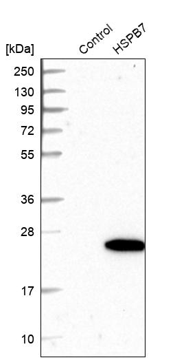 Western blot analysis in control (vector only transfected HEK293T lysate) and HSPB7 over-expression lysate (Co-expressed with a C-terminal myc-DDK tag (~3.1 kDa) in mammalian HEK293T cells, LY415289). Western blot analysis in control (vector only transfected HEK293T lysate) and HSPB7 over-expression lysate (Co-expressed with a C-terminal myc-DDK tag (~3.1 kDa) in mammalian HEK293T cells, LY415289).