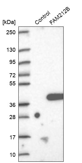 Western blot analysis in control (vector only transfected HEK293T lysate) and FAM212B over-expression lysate (Co-expressed with a C-terminal myc-DDK tag (~3.1 kDa) in mammalian HEK293T cells, LY412757).
