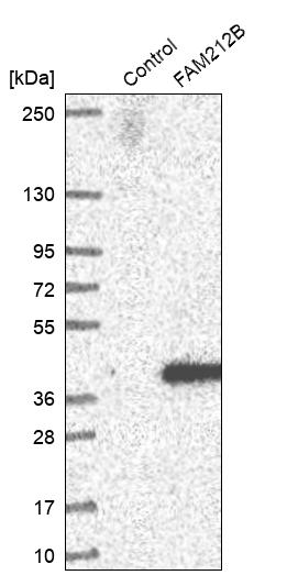 Western blot analysis in control (vector only transfected HEK293T lysate) and FAM212B over-expression lysate (Co-expressed with a C-terminal myc-DDK tag (~3.1 kDa) in mammalian HEK293T cells, LY412757). Western blot analysis in control (vector only transfected HEK293T lysate) and FAM212B over-expression lysate (Co-expressed with a C-terminal myc-DDK tag (~3.1 kDa) in mammalian HEK293T cells, LY412757).