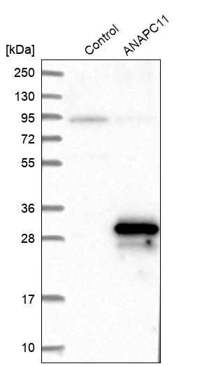 Western blot analysis in control (vector only transfected HEK293T lysate) and ANAPC11 over-expression lysate (Co-expressed with a C-terminal myc-DDK tag (~3.1 kDa) in mammalian HEK293T cells, LY424181).