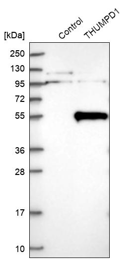 Western blot analysis in control (vector only transfected HEK293T lysate) and THUMPD1 over-expression lysate (Co-expressed with a C-terminal myc-DDK tag (~3.1 kDa) in mammalian HEK293T cells, LY413587). Western blot analysis in control (vector only transfected HEK293T lysate) and THUMPD1 over-expression lysate (Co-expressed with a C-terminal myc-DDK tag (~3.1 kDa) in mammalian HEK293T cells, LY413587).