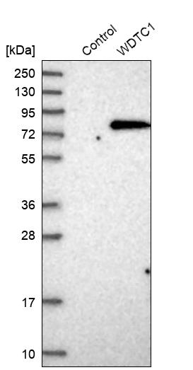 Western blot analysis in control (vector only transfected HEK293T lysate) and WDTC1 over-expression lysate (Co-expressed with a C-terminal myc-DDK tag (~3.1 kDa) in mammalian HEK293T cells, LY414858). Western blot analysis in control (vector only transfected HEK293T lysate) and WDTC1 over-expression lysate (Co-expressed with a C-terminal myc-DDK tag (~3.1 kDa) in mammalian HEK293T cells, LY414858).