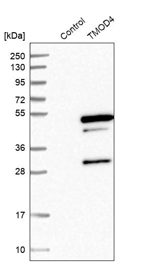 Western blot analysis in control (vector only transfected HEK293T lysate) and TMOD4 over-expression lysate (Co-expressed with a C-terminal myc-DDK tag (~3.1 kDa) in mammalian HEK293T cells, LY415656).