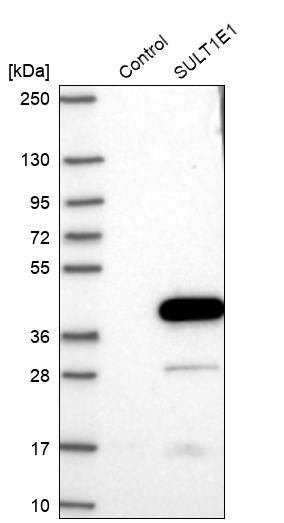 Western blot analysis in control (vector only transfected HEK293T lysate) and SULT1E1 over-expression lysate (Co-expressed with a C-terminal myc-DDK tag (~3.1 kDa) in mammalian HEK293T cells, LY417314).