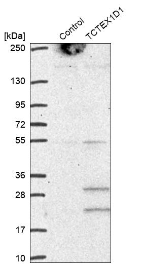 Western blot analysis in control (vector only transfected HEK293T lysate) and TCTEX1D1 over-expression lysate (Co-expressed with a C-terminal myc-DDK tag (~3.1 kDa) in mammalian HEK293T cells, LY407386). Western blot analysis in control (vector only transfected HEK293T lysate) and TCTEX1D1 over-expression lysate (Co-expressed with a C-terminal myc-DDK tag (~3.1 kDa) in mammalian HEK293T cells, LY407386).