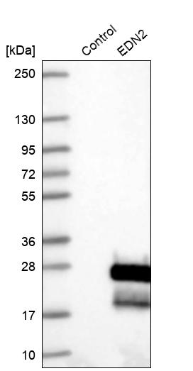 Western blot analysis in control (vector only transfected HEK293T lysate) and EDN2 over-expression lysate (Co-expressed with a C-terminal myc-DDK tag (~3.1 kDa) in mammalian HEK293T cells, LY419628).