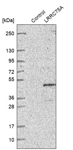 Western blot analysis in control (vector only transfected HEK293T lysate) and LRRC75A over-expression lysate (Co-expressed with a C-terminal myc-DDK tag (~3.1 kDa) in mammalian HEK293T cells, LY404000).
