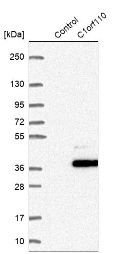 Western blot analysis in control (vector only transfected HEK293T lysate) and C1orf110 over-expression lysate (Co-expressed with a C-terminal myc-DDK tag (~3.1 kDa) in mammalian HEK293T cells, LY405920). Western blot analysis in control (vector only transfected HEK293T lysate) and C1orf110 over-expression lysate (Co-expressed with a C-terminal myc-DDK tag (~3.1 kDa) in mammalian HEK293T cells, LY405920).