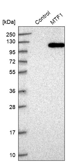 Western blot analysis in control (vector only transfected HEK293T lysate) and MTF1 over-expression lysate (Co-expressed with a C-terminal myc-DDK tag (~3.1 kDa) in mammalian HEK293T cells, LY401804).