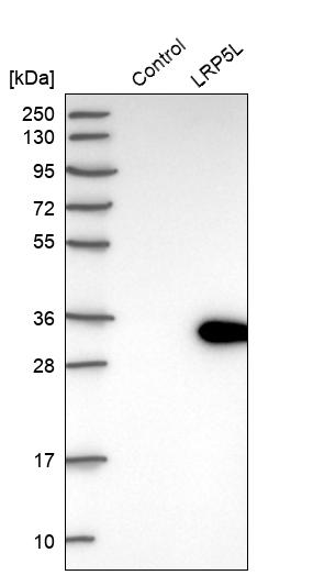 Western blot analysis in control (vector only transfected HEK293T lysate) and LRP5L over-expression lysate (Co-expressed with a C-terminal myc-DDK tag (~3.1 kDa) in mammalian HEK293T cells, LY405514). Western blot analysis in control (vector only transfected HEK293T lysate) and LRP5L over-expression lysate (Co-expressed with a C-terminal myc-DDK tag (~3.1 kDa) in mammalian HEK293T cells, LY405514).