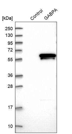 Western blot analysis in control (vector only transfected HEK293T lysate) and GABPA over-expression lysate (Co-expressed with a C-terminal myc-DDK tag (~3.1 kDa) in mammalian HEK293T cells, LY400747).