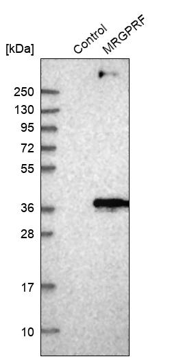 Western blot analysis in control (vector only transfected HEK293T lysate) and MRGPRF over-expression lysate (Co-expressed with a C-terminal myc-DDK tag (~3.1 kDa) in mammalian HEK293T cells, LY403413).