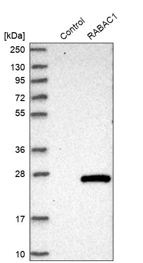 Western blot analysis in control (vector only transfected HEK293T lysate) and RABAC1 over-expression lysate (Co-expressed with a C-terminal myc-DDK tag (~3.1 kDa) in mammalian HEK293T cells, LY401932). Western blot analysis in control (vector only transfected HEK293T lysate) and RABAC1 over-expression lysate (Co-expressed with a C-terminal myc-DDK tag (~3.1 kDa) in mammalian HEK293T cells, LY401932).