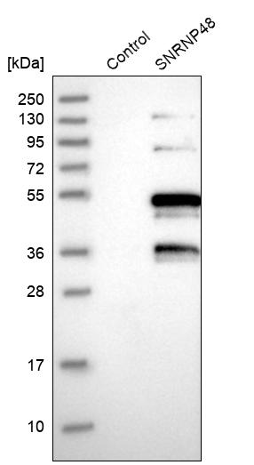 Western blot analysis in control (vector only transfected HEK293T lysate) and SNRNP48 over-expression lysate (Co-expressed with a C-terminal myc-DDK tag (~3.1 kDa) in mammalian HEK293T cells, LY407462).