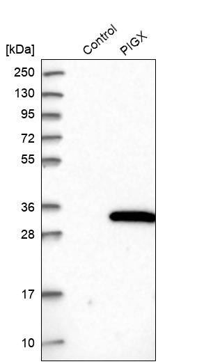 Western blot analysis in control (vector only transfected HEK293T lysate) and PIGX over-expression lysate (Co-expressed with a C-terminal myc-DDK tag (~3.1 kDa) in mammalian HEK293T cells, LY413484). Western blot analysis in control (vector only transfected HEK293T lysate) and PIGX over-expression lysate (Co-expressed with a C-terminal myc-DDK tag (~3.1 kDa) in mammalian HEK293T cells, LY413484).