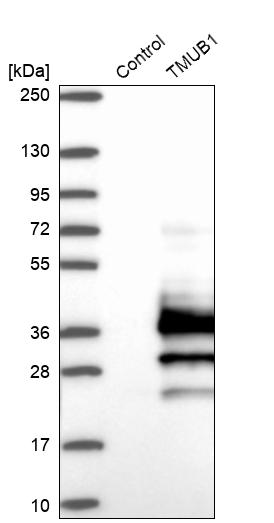 Western blot analysis in control (vector only transfected HEK293T lysate) and TMUB1 over-expression lysate (Co-expressed with a C-terminal myc-DDK tag (~3.1 kDa) in mammalian HEK293T cells, LY410511). Western blot analysis in control (vector only transfected HEK293T lysate) and TMUB1 over-expression lysate (Co-expressed with a C-terminal myc-DDK tag (~3.1 kDa) in mammalian HEK293T cells, LY410511).