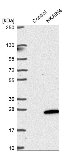 Western blot analysis in control (vector only transfected HEK293T lysate) and NKAIN4 over-expression lysate (Co-expressed with a C-terminal myc-DDK tag (~3.1 kDa) in mammalian HEK293T cells, LY407181).