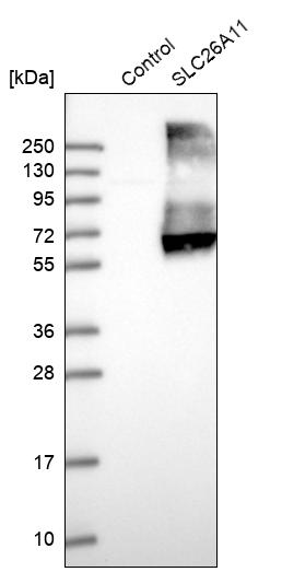 Western blot analysis in control (vector only transfected HEK293T lysate) and SLC26A11 over-expression lysate (Co-expressed with a C-terminal myc-DDK tag (~3.1 kDa) in mammalian HEK293T cells, LY406515). Western blot analysis in control (vector only transfected HEK293T lysate) and SLC26A11 over-expression lysate (Co-expressed with a C-terminal myc-DDK tag (~3.1 kDa) in mammalian HEK293T cells, LY406515).
