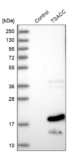 Western blot analysis in control (vector only transfected HEK293T lysate) and TSACC over-expression lysate (Co-expressed with a C-terminal myc-DDK tag (~3.1 kDa) in mammalian HEK293T cells, LY408258).