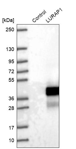 Western blot analysis in control (vector only transfected HEK293T lysate) and LURAP1 over-expression lysate (Co-expressed with a C-terminal myc-DDK tag (~3.1 kDa) in mammalian HEK293T cells, LY422980).
