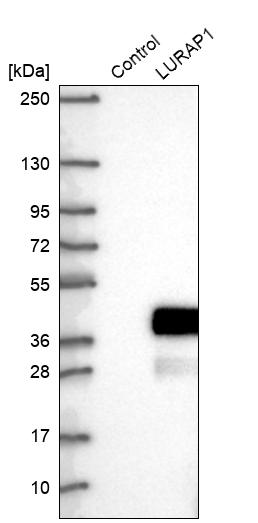 Western blot analysis in control (vector only transfected HEK293T lysate) and LURAP1 over-expression lysate (Co-expressed with a C-terminal myc-DDK tag (~3.1 kDa) in mammalian HEK293T cells, LY422980). Western blot analysis in control (vector only transfected HEK293T lysate) and LURAP1 over-expression lysate (Co-expressed with a C-terminal myc-DDK tag (~3.1 kDa) in mammalian HEK293T cells, LY422980).