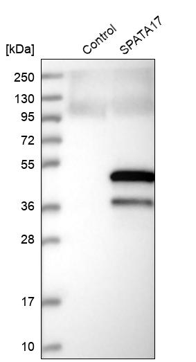 Western blot analysis in control (vector only transfected HEK293T lysate) and SPATA17 over-expression lysate (Co-expressed with a C-terminal myc-DDK tag (~3.1 kDa) in mammalian HEK293T cells, LY408482). Western blot analysis in control (vector only transfected HEK293T lysate) and SPATA17 over-expression lysate (Co-expressed with a C-terminal myc-DDK tag (~3.1 kDa) in mammalian HEK293T cells, LY408482).