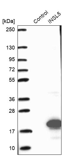 Western blot analysis in control (vector only transfected HEK293T lysate) and INSL5 over-expression lysate (Co-expressed with a C-terminal myc-DDK tag (~3.1 kDa) in mammalian HEK293T cells, LY417280).