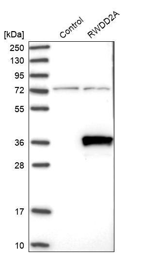 Western blot analysis in control (vector only transfected HEK293T lysate) and RWDD2A over-expression lysate (Co-expressed with a C-terminal myc-DDK tag (~3.1 kDa) in mammalian HEK293T cells, LY409561). Western blot analysis in control (vector only transfected HEK293T lysate) and RWDD2A over-expression lysate (Co-expressed with a C-terminal myc-DDK tag (~3.1 kDa) in mammalian HEK293T cells, LY409561).