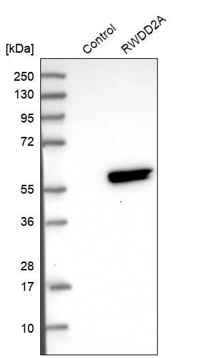 Western blot analysis in control (vector only transfected HEK293T lysate) and RWDD2A over-expression lysate (Co-expressed with a C-terminal myc-DDK tag (~3.1 kDa) in mammalian HEK293T cells, LY409561). Western blot analysis in control (vector only transfected HEK293T lysate) and RWDD2A over-expression lysate (Co-expressed with a C-terminal myc-DDK tag (~3.1 kDa) in mammalian HEK293T cells, LY409561).