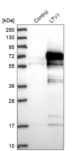 Western blot analysis in control (vector only transfected HEK293T lysate) and LTV1 over-expression lysate (Co-expressed with a C-terminal myc-DDK tag (~3.1 kDa) in mammalian HEK293T cells, LY409894). Western blot analysis in control (vector only transfected HEK293T lysate) and LTV1 over-expression lysate (Co-expressed with a C-terminal myc-DDK tag (~3.1 kDa) in mammalian HEK293T cells, LY409894).