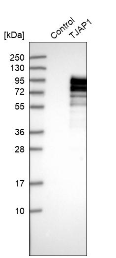 Western blot analysis in control (vector only transfected HEK293T lysate) and TJAP1 over-expression lysate (Co-expressed with a C-terminal myc-DDK tag (~3.1 kDa) in mammalian HEK293T cells, LY409148). Western blot analysis in control (vector only transfected HEK293T lysate) and TJAP1 over-expression lysate (Co-expressed with a C-terminal myc-DDK tag (~3.1 kDa) in mammalian HEK293T cells, LY409148).