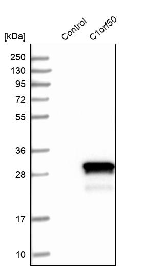 Western blot analysis in control (vector only transfected HEK293T lysate) and C1orf50 over-expression lysate (Co-expressed with a C-terminal myc-DDK tag (~3.1 kDa) in mammalian HEK293T cells, LY411368).
