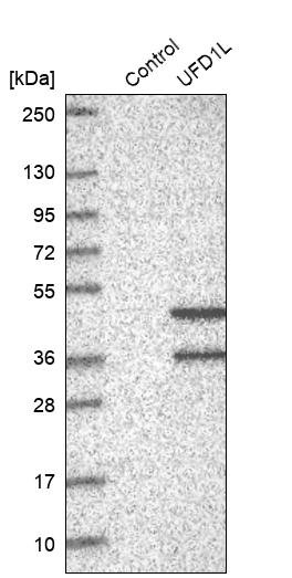 Western blot analysis in control (vector only transfected HEK293T lysate) and UFD1L over-expression lysate (Co-expressed with a C-terminal myc-DDK tag (~3.1 kDa) in mammalian HEK293T cells, LY417150).