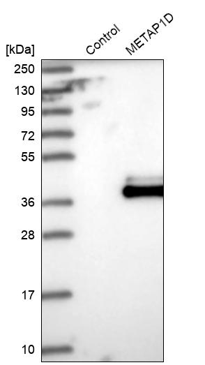 Western blot analysis in control (vector only transfected HEK293T lysate) and METAP1D over-expression lysate (Co-expressed with a C-terminal myc-DDK tag (~3.1 kDa) in mammalian HEK293T cells, LY404696).