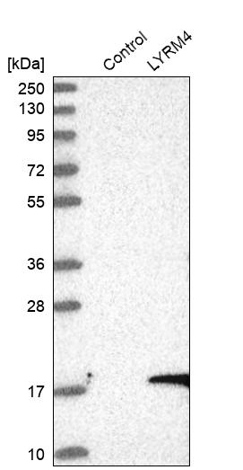 Western blot analysis in control (vector only transfected HEK293T lysate) and LYRM4 over-expression lysate (Co-expressed with a C-terminal myc-DDK tag (~3.1 kDa) in mammalian HEK293T cells, LY412489). Western blot analysis in control (vector only transfected HEK293T lysate) and LYRM4 over-expression lysate (Co-expressed with a C-terminal myc-DDK tag (~3.1 kDa) in mammalian HEK293T cells, LY412489).