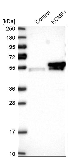 Western blot analysis in control (vector only transfected HEK293T lysate) and KCMF1 over-expression lysate (Co-expressed with a C-terminal myc-DDK tag (~3.1 kDa) in mammalian HEK293T cells, LY412662).