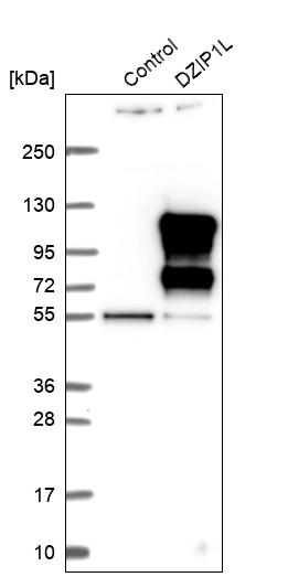 Western blot analysis in control (vector only transfected HEK293T lysate) and DZIP1L over-expression lysate (Co-expressed with a C-terminal myc-DDK tag (~3.1 kDa) in mammalian HEK293T cells, LY406335).