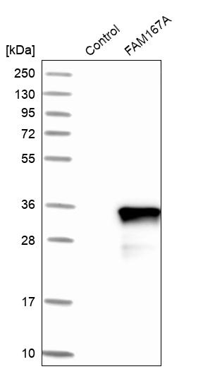 Western blot analysis in control (vector only transfected HEK293T lysate) and FAM167A over-expression lysate (Co-expressed with a C-terminal myc-DDK tag (~3.1 kDa) in mammalian HEK293T cells, LY409297).