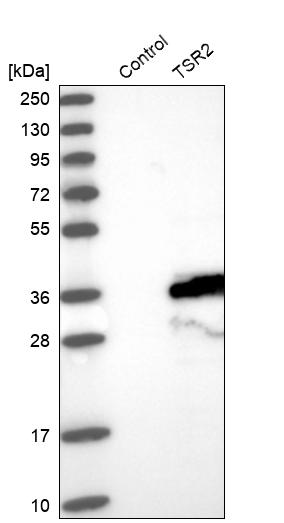 Western blot analysis in control (vector only transfected HEK293T lysate) and TSR2 over-expression lysate (Co-expressed with a C-terminal myc-DDK tag (~3.1 kDa) in mammalian HEK293T cells, LY409253). Western blot analysis in control (vector only transfected HEK293T lysate) and TSR2 over-expression lysate (Co-expressed with a C-terminal myc-DDK tag (~3.1 kDa) in mammalian HEK293T cells, LY409253).