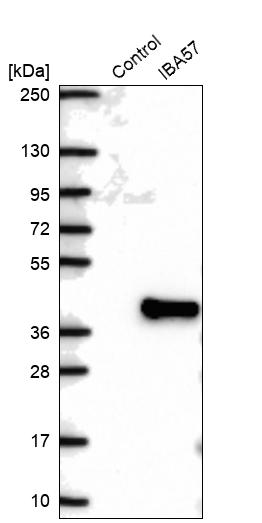 Western blot analysis in control (vector only transfected HEK293T lysate) and IBA57 over-expression lysate (Co-expressed with a C-terminal myc-DDK tag (~3.1 kDa) in mammalian HEK293T cells, LY423195).