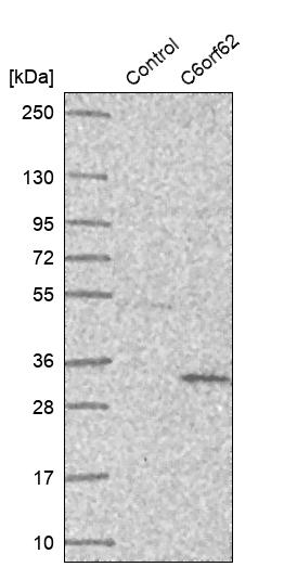 Western blot analysis in control (vector only transfected HEK293T lysate) and C6orf62 over-expression lysate (Co-expressed with a C-terminal myc-DDK tag (~3.1 kDa) in mammalian HEK293T cells, LY410655).