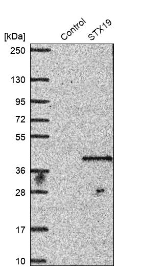 Western blot analysis in control (vector only transfected HEK293T lysate) and STX19 over-expression lysate (Co-expressed with a C-terminal myc-DDK tag (~3.1 kDa) in mammalian HEK293T cells, LY424251).