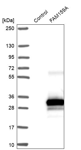 Western blot analysis in control (vector only transfected HEK293T lysate) and FAM159A over-expression lysate (Co-expressed with a C-terminal myc-DDK tag (~3.1 kDa) in mammalian HEK293T cells, LY421028). Western blot analysis in control (vector only transfected HEK293T lysate) and FAM159A over-expression lysate (Co-expressed with a C-terminal myc-DDK tag (~3.1 kDa) in mammalian HEK293T cells, LY421028).