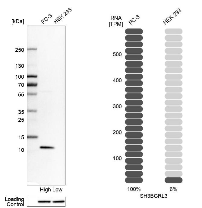 Western blot analysis in human cell lines PC-3 and HEK293 using Anti-SH3BGRL3 antibody. Corresponding SH3BGRL3 RNA-seq data are presented for the same cell lines. Loading control: Anti-PPIB.