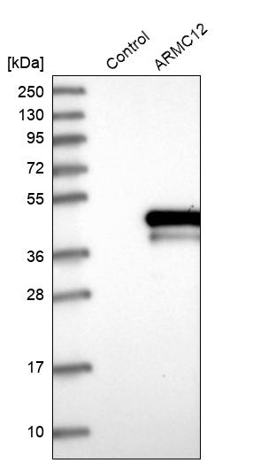 Western blot analysis in control (vector only transfected HEK293T lysate) and ARMC12 over-expression lysate (Co-expressed with a C-terminal myc-DDK tag (~3.1 kDa) in mammalian HEK293T cells, LY408089).