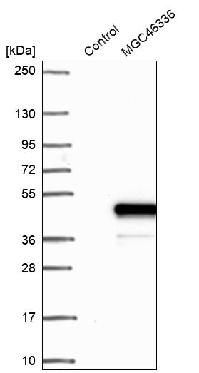 Western blot analysis in control (vector only transfected HEK293T lysate) and LY403727 over-expression lysate (Co-expressed with a C-terminal myc-DDK tag (~3.1 kDa) in mammalian HEK293T cells, LY403727). Western blot analysis in control (vector only transfected HEK293T lysate) and LY403727 over-expression lysate (Co-expressed with a C-terminal myc-DDK tag (~3.1 kDa) in mammalian HEK293T cells, LY403727).