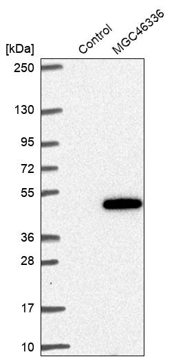 Western blot analysis in control (vector only transfected HEK293T lysate) and LY403727 over-expression lysate (Co-expressed with a C-terminal myc-DDK tag (~3.1 kDa) in mammalian HEK293T cells, LY403727).